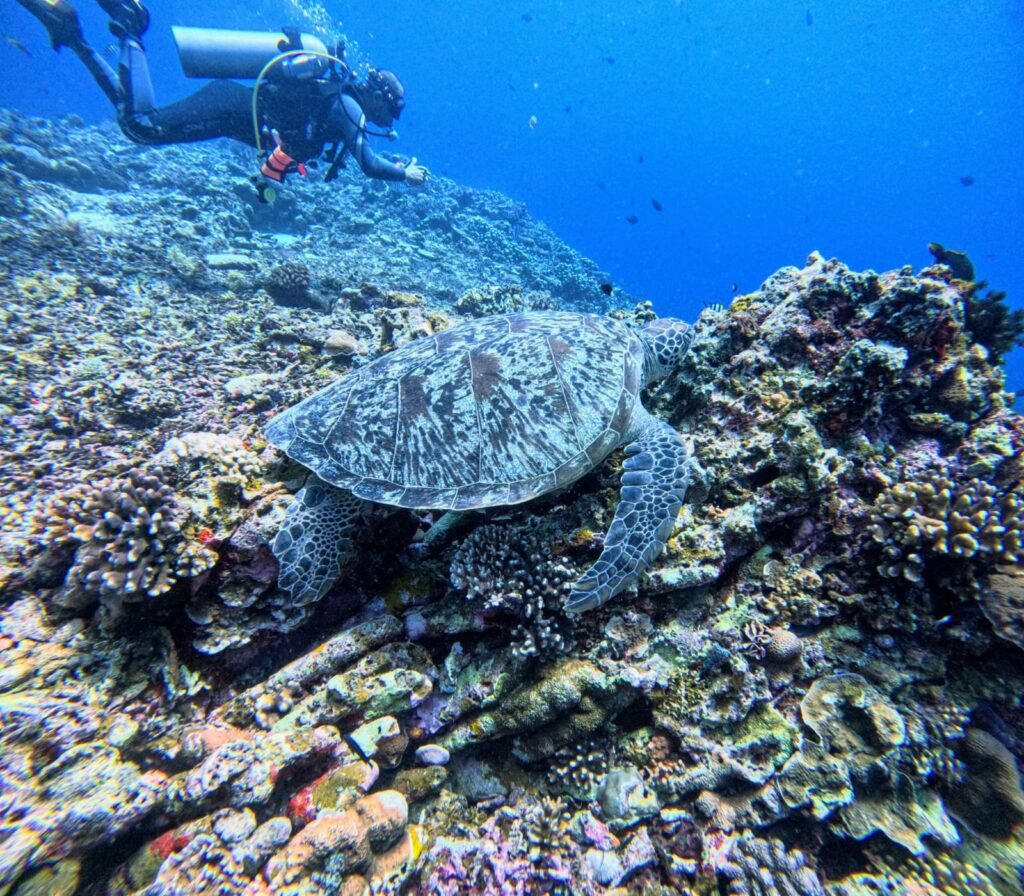 Turtle Dive Gili Trawangan