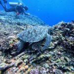 Can You See Turtles in Gili Trawangan? (Where & When to Find Them)
