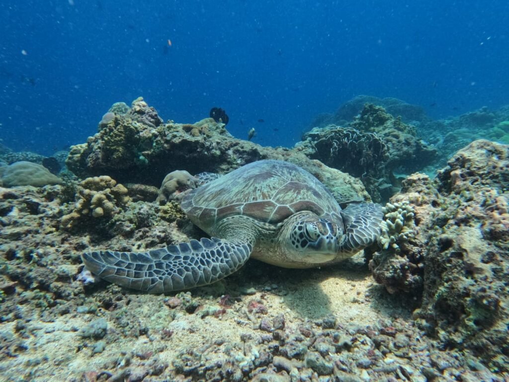 Sea Turtle in Gili Trawangan
