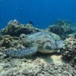 Cost of Scuba Diving in Gili Trawangan (2026 Guide)