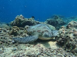 Sea Turtle in Gili Trawangan