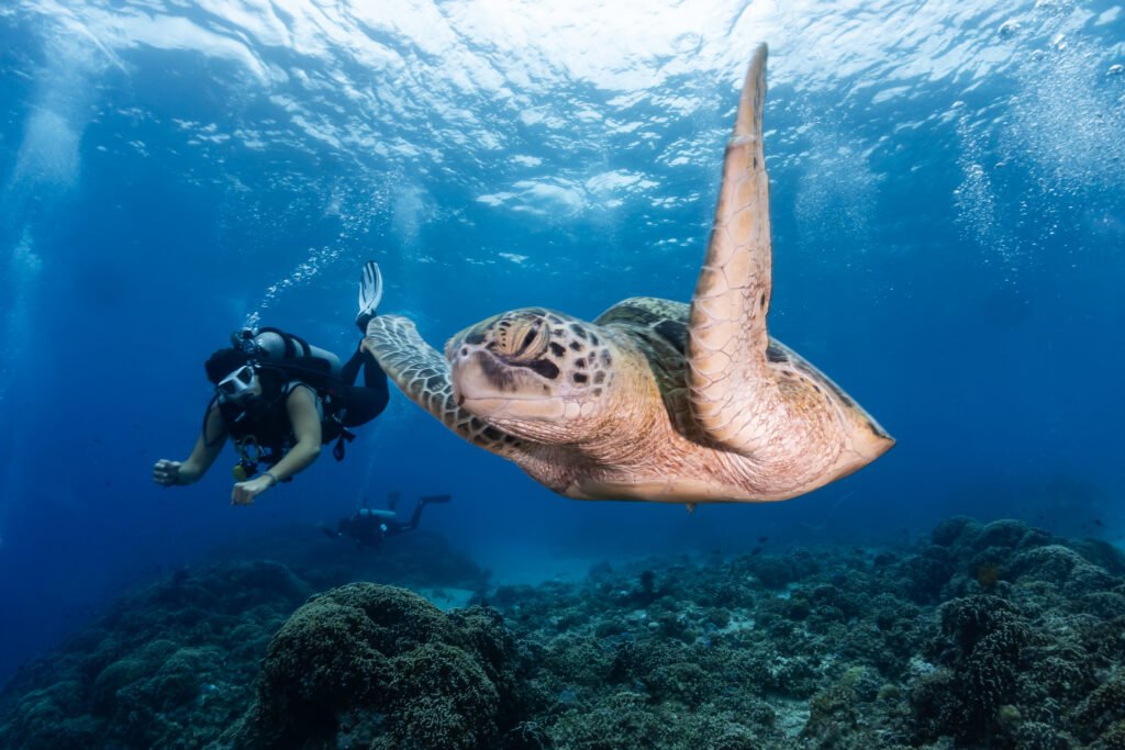 Turtle in Gili Trawangan