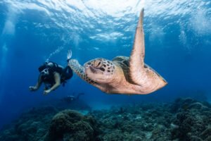 Turtle in Gili Trawangan