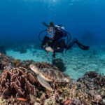 Top 5 Marine Animals You Can See While Diving in Gili Trawangan