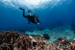 Diver observing a sea turtle resting on coral reef in Gili Trawangan during a scuba dive